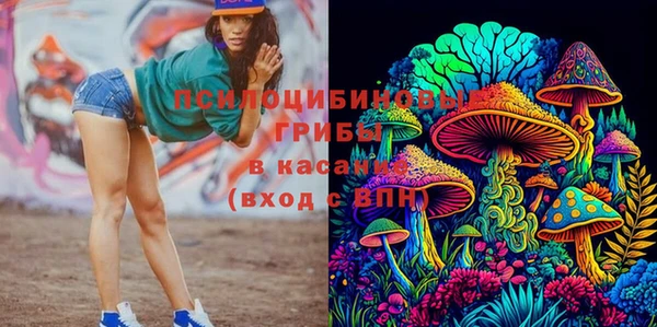 прущие грибы Медвежьегорск